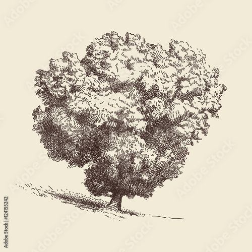 Lone Oak tree.
Hand drawn vector illustration in sepia color.
