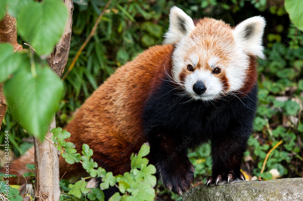 Red Panda, also known as Lesser Panda (Ailurus fulgens) Red Panda, also known as Lesser Panda (Ailurus fulgens)