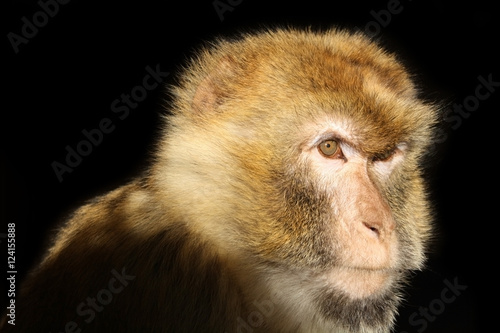 Photography Monkey looking in a distance on black background