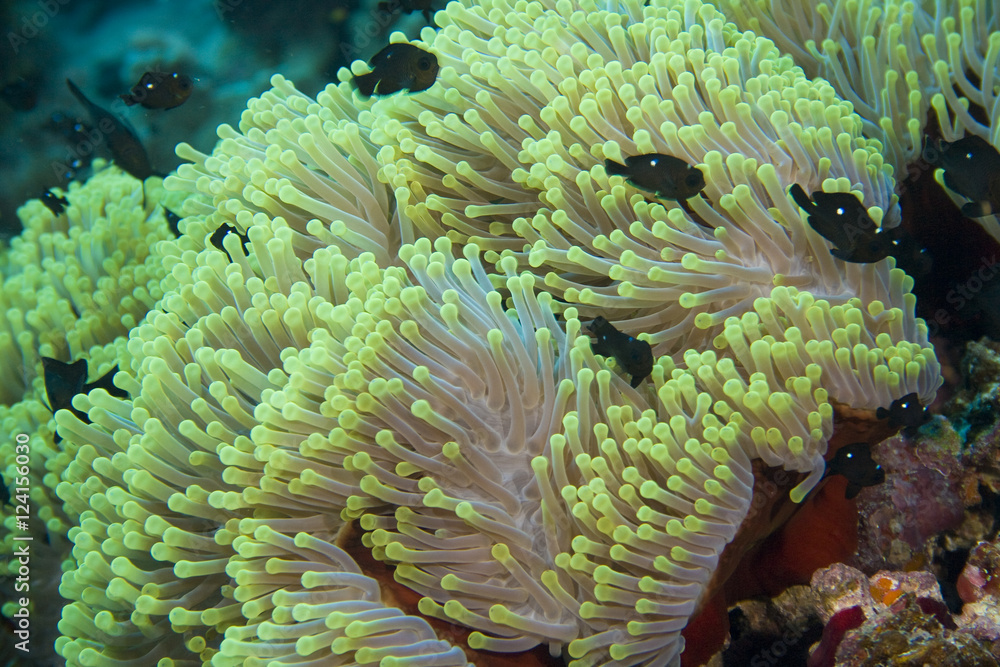 Obraz premium Анемоны