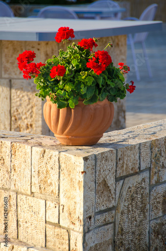 Fototapeta Naklejka Na Ścianę i Meble -  Ceramic pot with beautiful red flowers on stone made wall