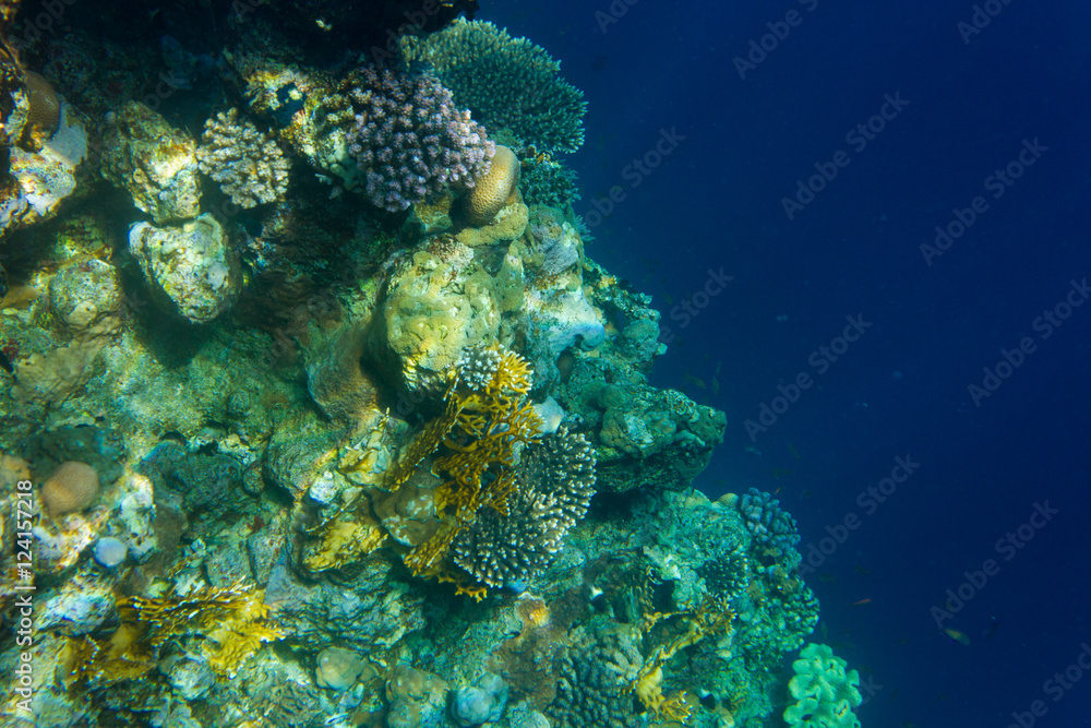 Corals and deep Corals and deep