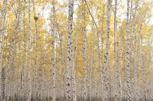 autumn birch forest