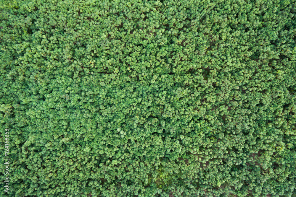Aerial view of Cassava plantation farming. Aerial view of Cassava plantation farming.