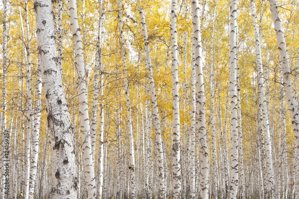 Obraz premium autumn birch forest