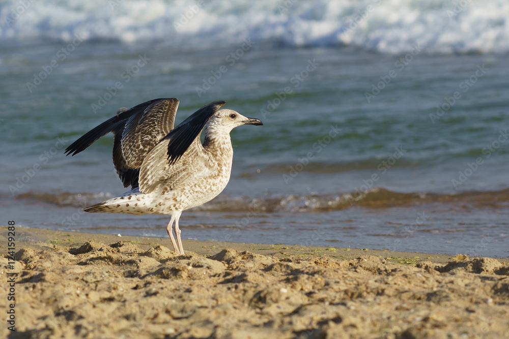 Seagull (lat. Larus silver) on the beach Seagull (lat. Larus silver) on the beach