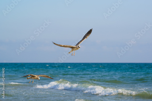 Young gulls  lat. Larus argentatus  flying over the sea