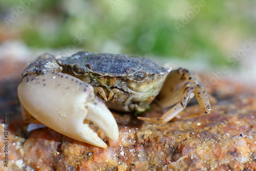 Crab on an off-shore stone