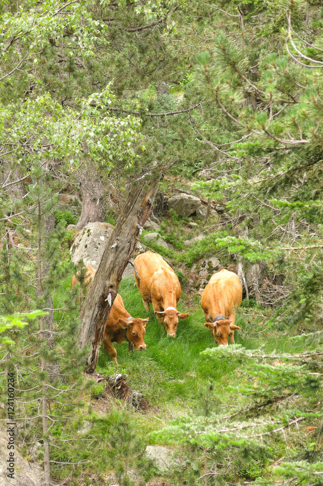 A herd of cows grazing in the Catalan Pyrenees A herd of cows grazing in the Catalan Pyrenees