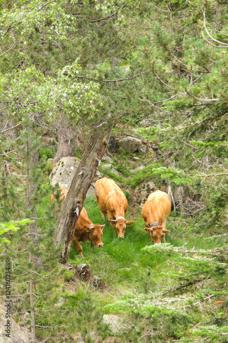 A herd of cows grazing in the Catalan Pyrenees