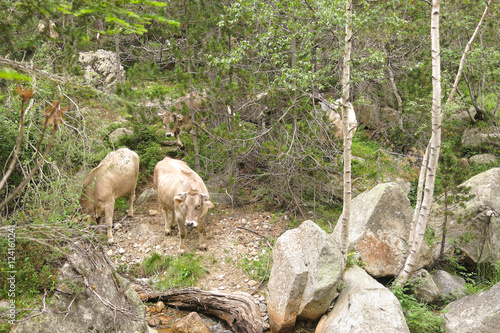 A herd of cows grazing in the Catalan Pyrenees