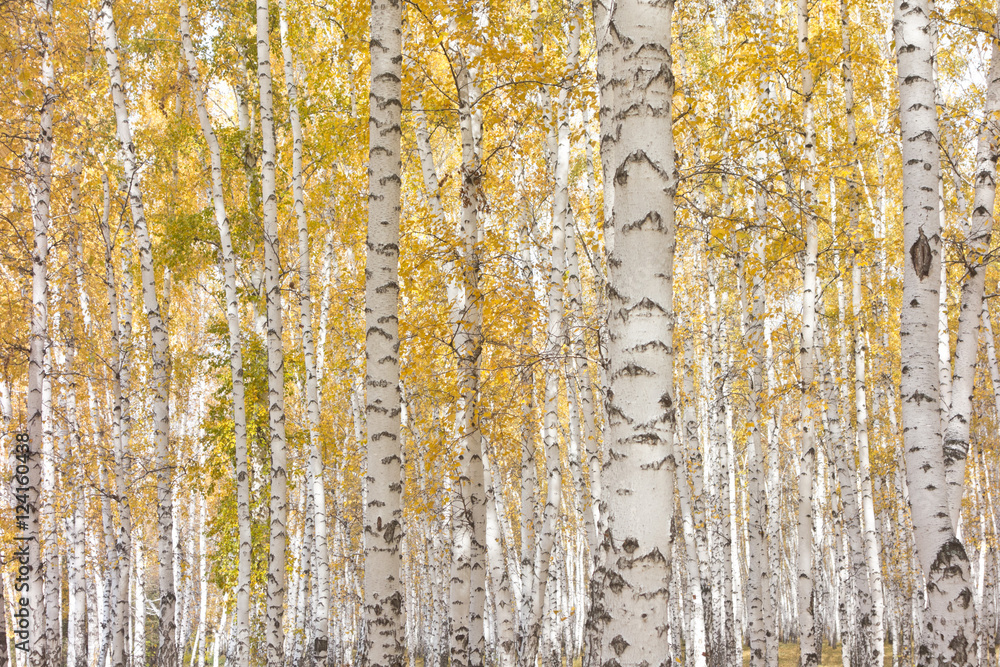 Obraz premium autumn birch forest
