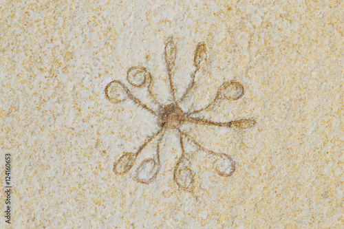 Fossile di Saccocoma photo