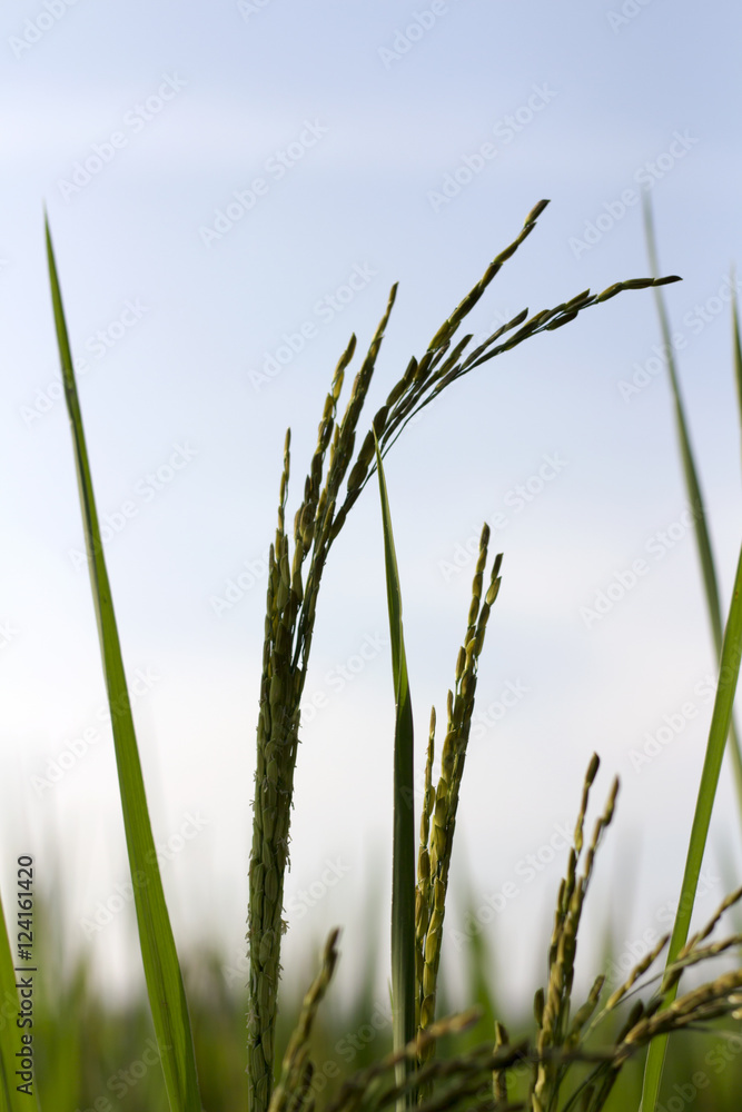 Fototapeta premium rice plant in nature