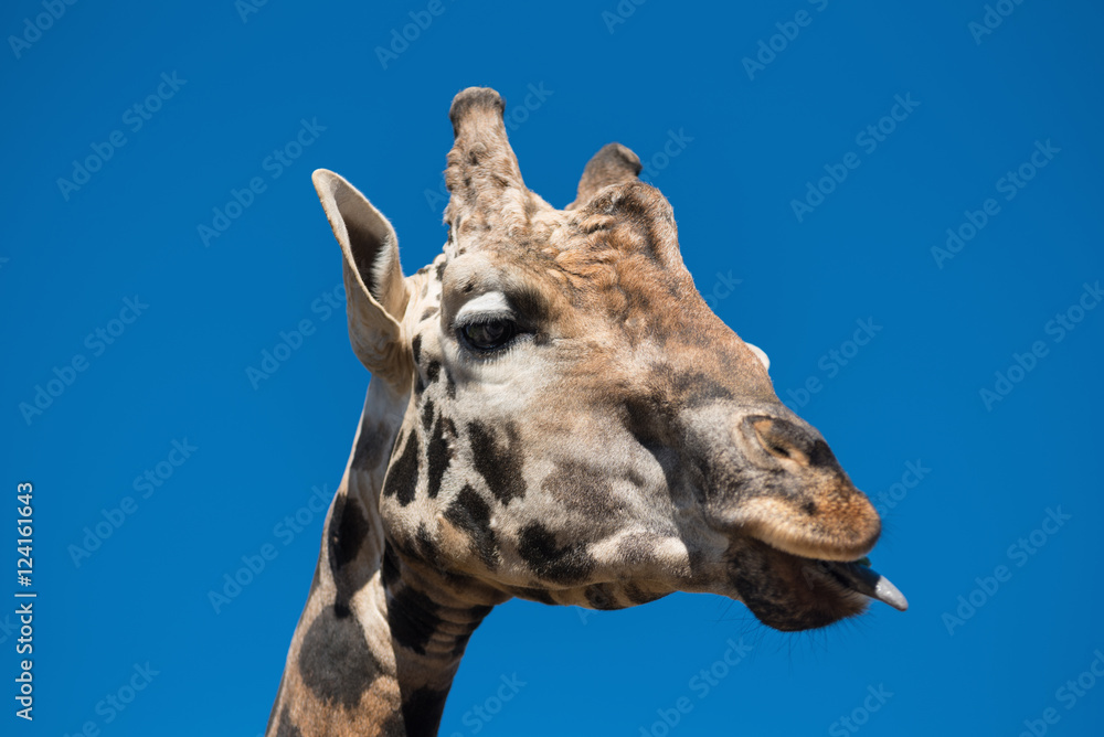 Close up view of a Giraffe