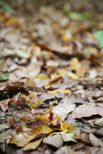 Chestnuts in their skin on the fores floor, autumn nature scene