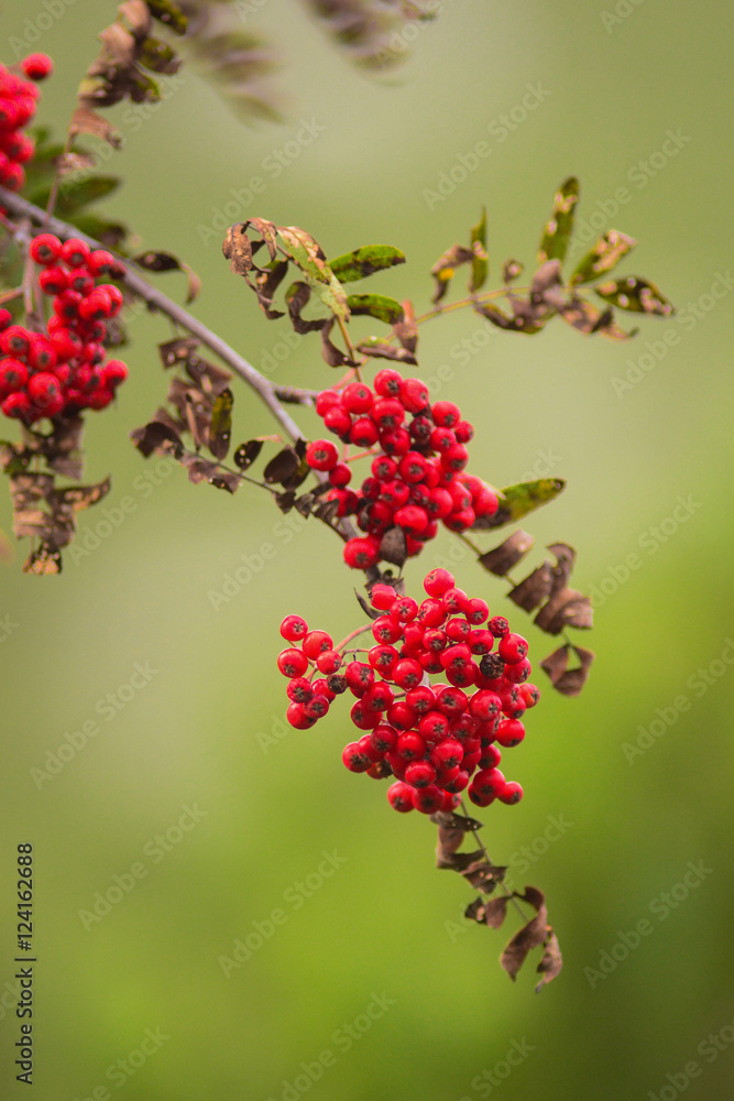 Sorbo degli uccellatori (Sorbus aucuparia) ramo con bacche rosse Sorbo degli uccellatori (Sorbus aucuparia) ramo con bacche rosse