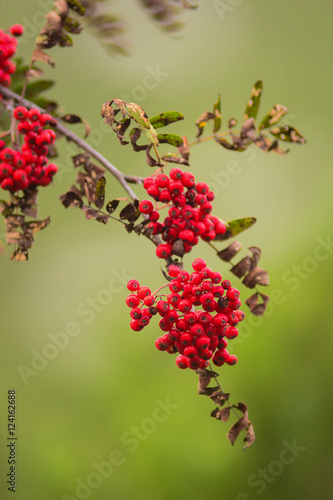 Sorbo degli uccellatori (Sorbus aucuparia) ramo con bacche rosse
