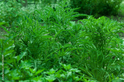 green grass meadow