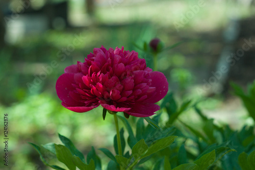 Peony red flower in the garden