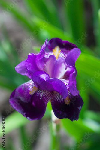 IRIS purple in the garden