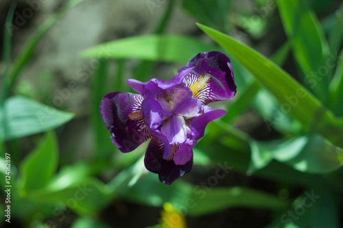 IRIS purple in the garden