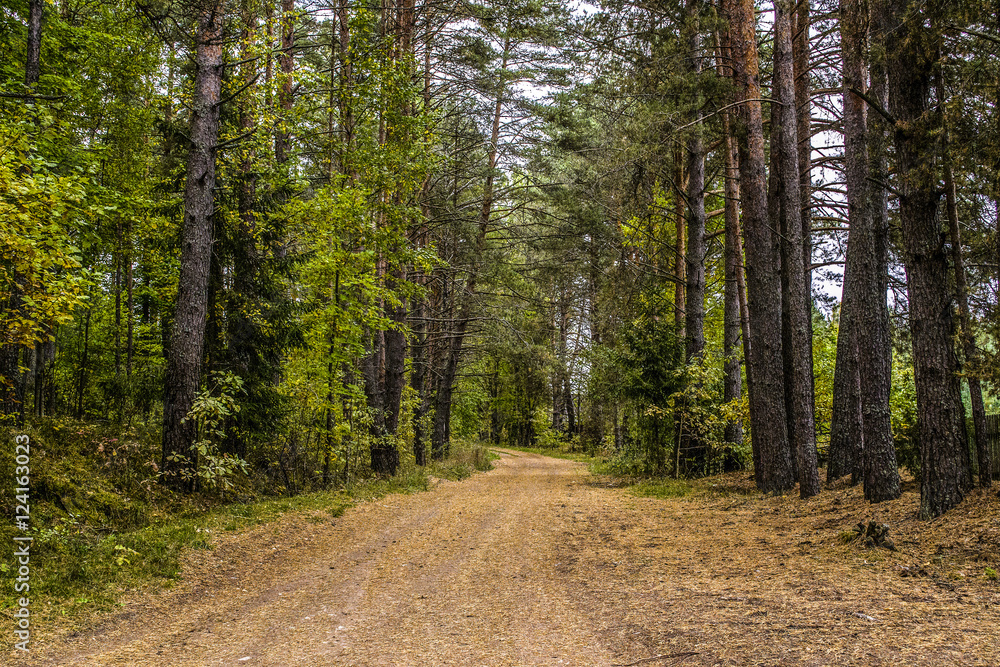 Fototapeta premium Autumn