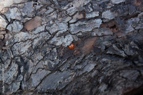 the bark is Ladybird tree texture