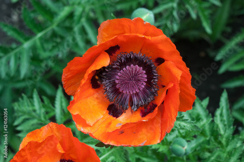 red poppy flower in the garden