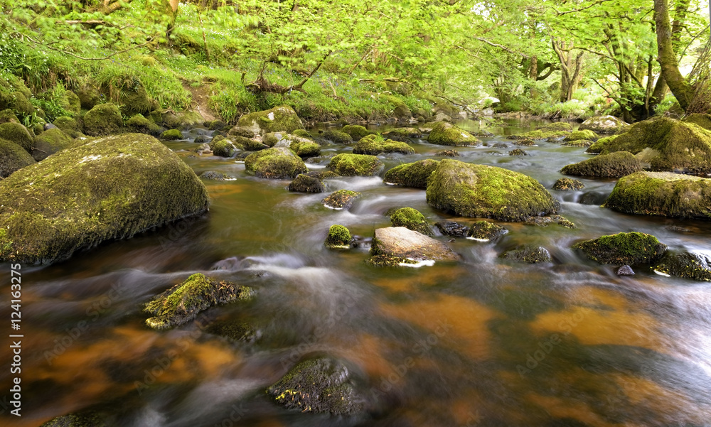 Stream surrounded by green forest, glencree valley, Ireland