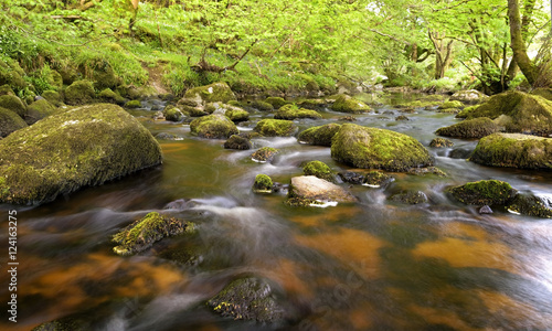 Stream surrounded by green forest  glencree valley  Ireland