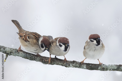 funny little birds sitting on a branch cold winter in the Park