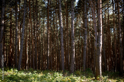 Fototapeta Naklejka Na Ścianę i Meble -  Beautiful pine wood