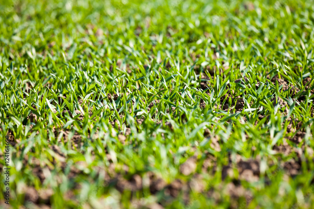 germ buds on a large field germ buds on a large field