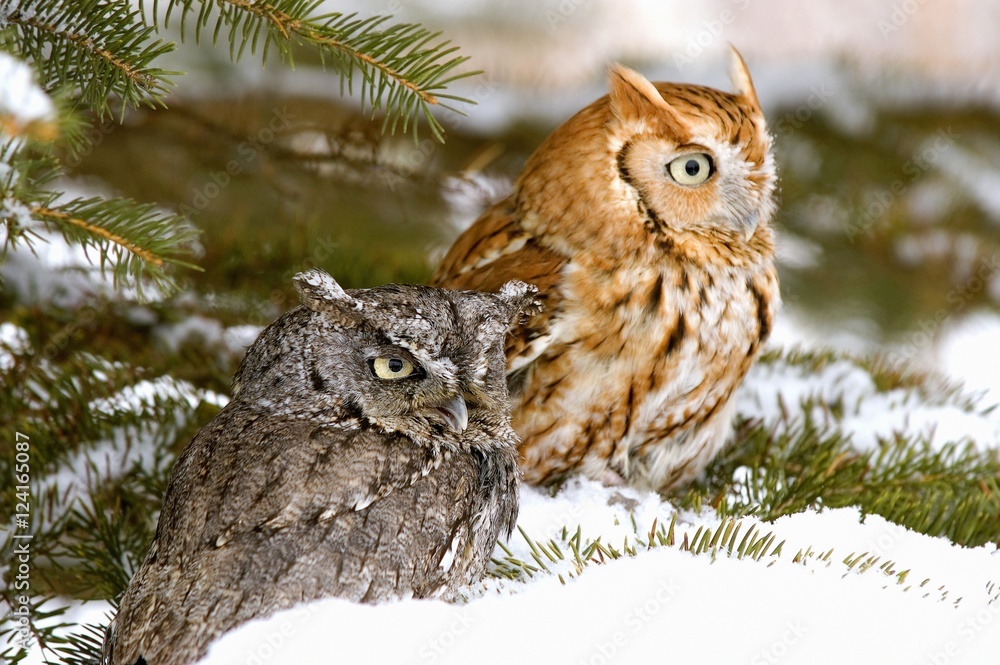 Two screech owls Two screech owls