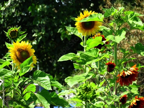 Tournesols photo