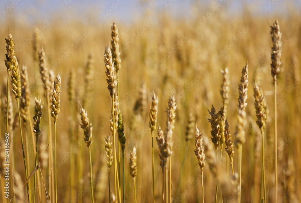 Closeup Of Wheat Closeup Of Wheat