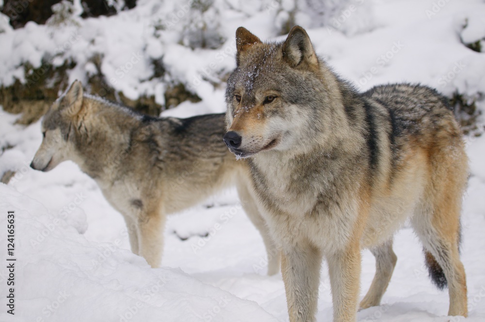 Two Wolves In The Snow Two Wolves In The Snow