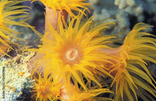 Anemone