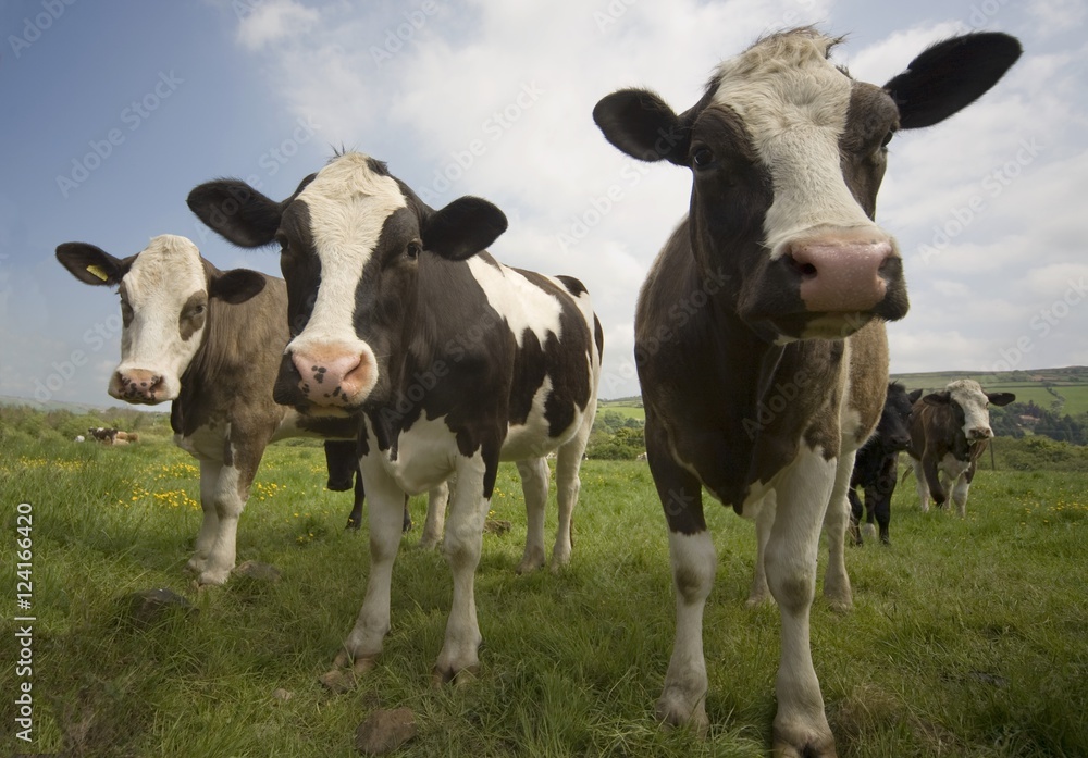 Holstein Friesian cattle Holstein Friesian cattle