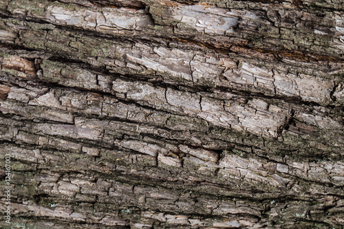 Bark of tree