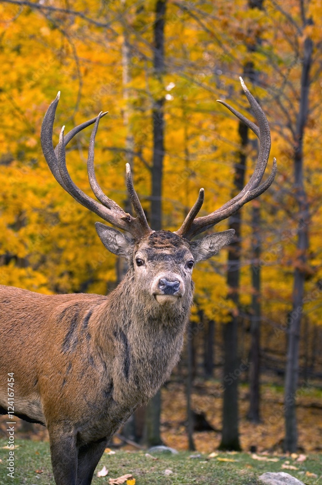 Bull Elk At Jasper National Park, Alberta, Canada Bull Elk At Jasper National Park, Alberta, Canada