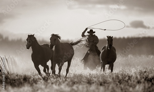 Cowboy Lassoing Horses; Senaca, Oregon, Usa photo