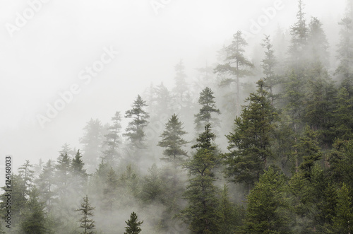 Trees in a forest shrouded in cloud