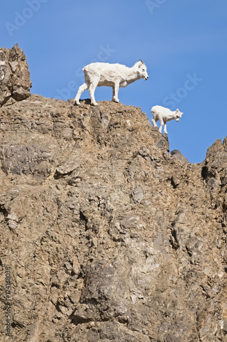 Dall Sheep (Ovus Dalli) Ewe And Lamb On Top Of Steep Cliff Near Toklat River In Denali National Park, Alaska photo