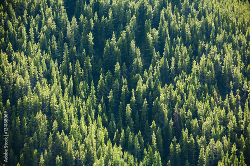 A mountain side of spruce forest;Kananaskis, alberta, canada photo