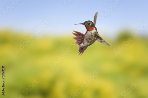 Ruby-Throated Hummingbird (Archilochus Colubris). Adult Males Have A Brilliant Red Throat And Black Chin. Fairly Common In Gardens, Nova Scotia, Canada. photo