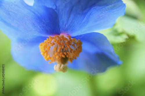 A Blue Flower With Four Petals Hanging From Above; Victoria, British Columbia, Canada photo