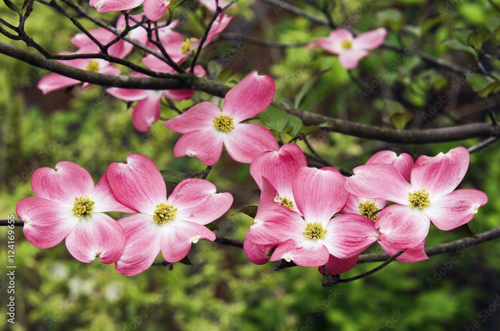 Pink Flowers On A Dogwood Tree Pink Flowers On A Dogwood Tree