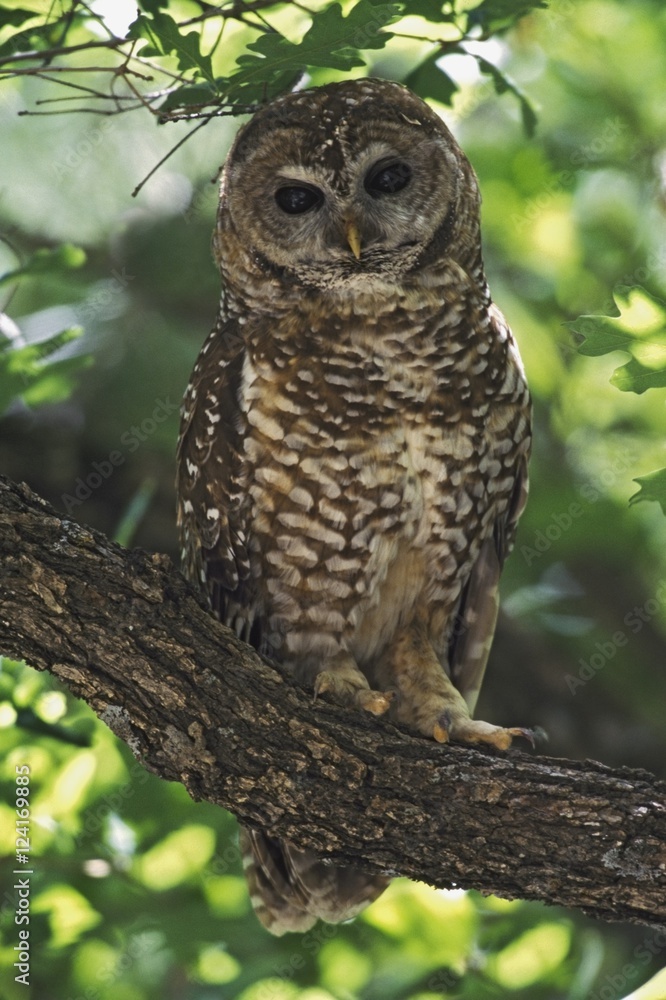 Mexican spotted owl in gambel oak, New Mexico, USA Mexican spotted owl in gambel oak, New Mexico, USA